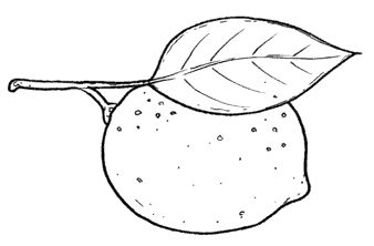 limone_bn.gif.jpg