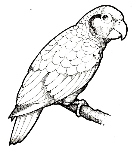 loro-2.jpg