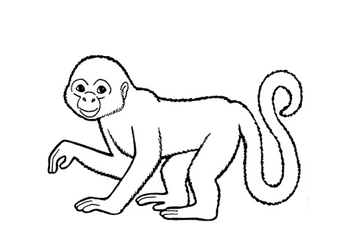 singe1.jpg