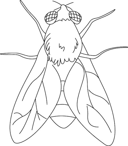 house-fly-coloring-page-1.jpg