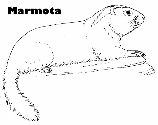 MARMOT1.jpg