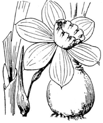 AbbÈ H. Coste - Flore de la France (1937). Source: https://www.tela-botanica.org/ - This image is in public domain because its copyright has expired.