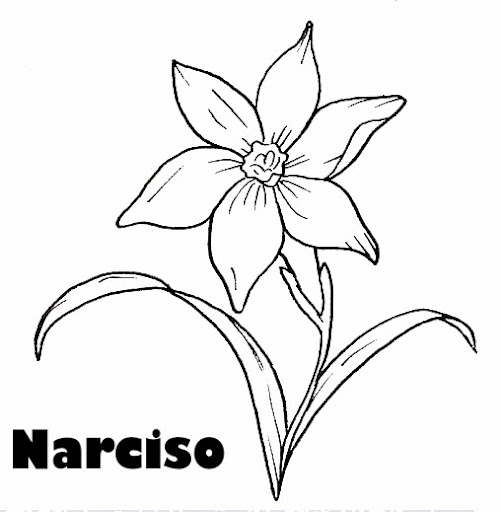 narciso13.jpg