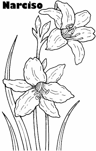 narcissus-1-coloring-page.jpg