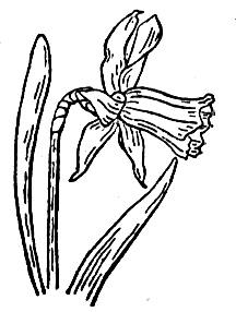 narcissus-6-coloring-page.jpg