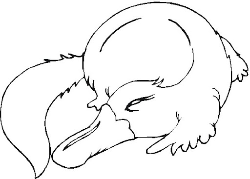 platypus2.jpg