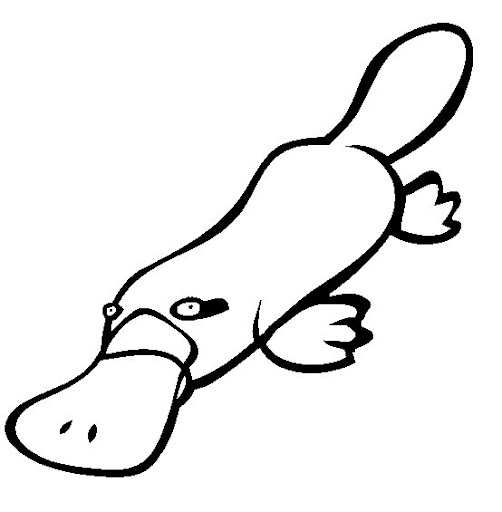 wid1kdazgg0bxomizinwpf3y_Duckbill-Platypus.jpg