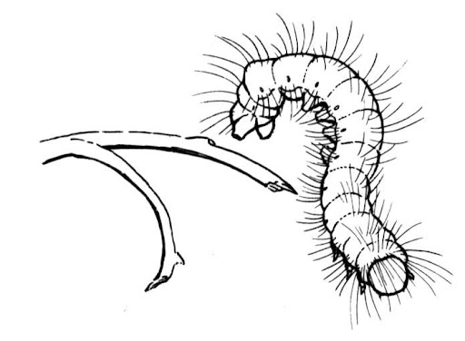 caterpillar-6-coloring-page.jpg