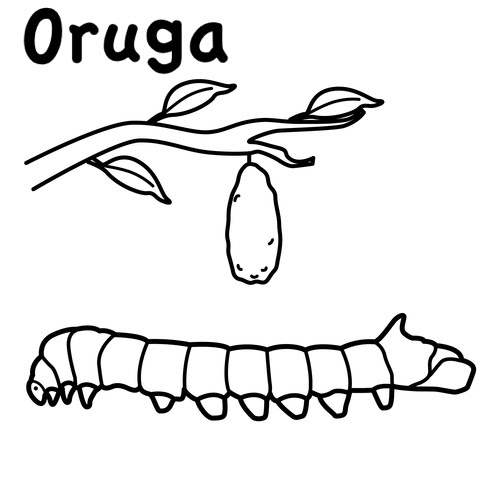 oruga.jpg