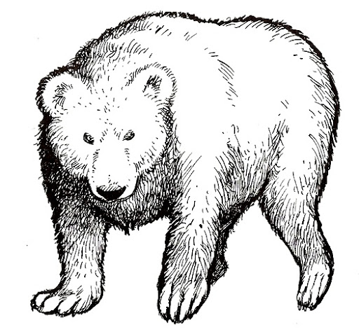 oso-1.jpg