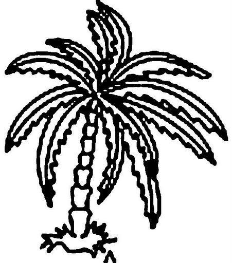 palmera1.jpg
