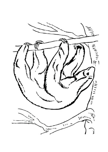 perezoso-12530.jpg