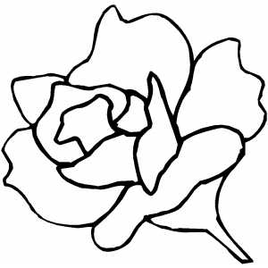 Rose_Flower.jpg