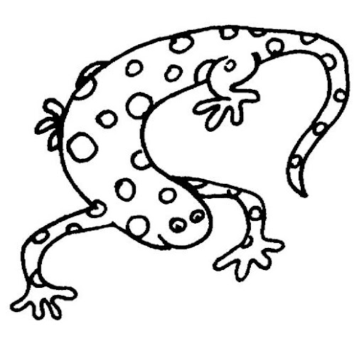 salamander.jpg