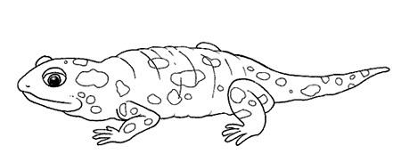 salamandra.jpg