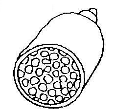 salchich_n-1.jpg