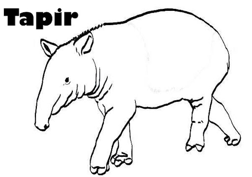 TAPIR.jpg