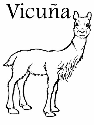 Vicuna.jpg