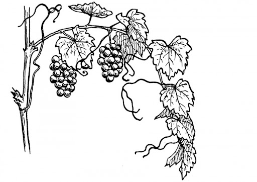 vina-t13075.jpg