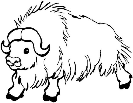 yak.jpg