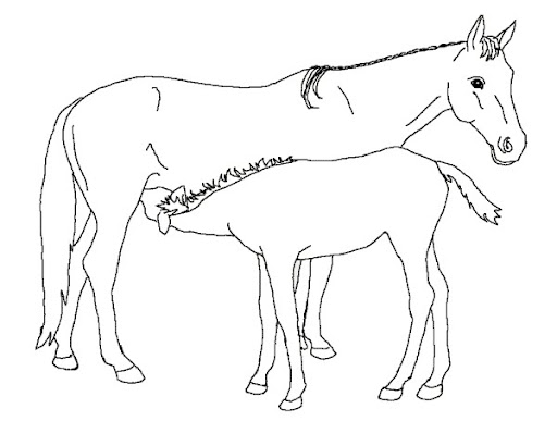 PAARDEN21.jpg
