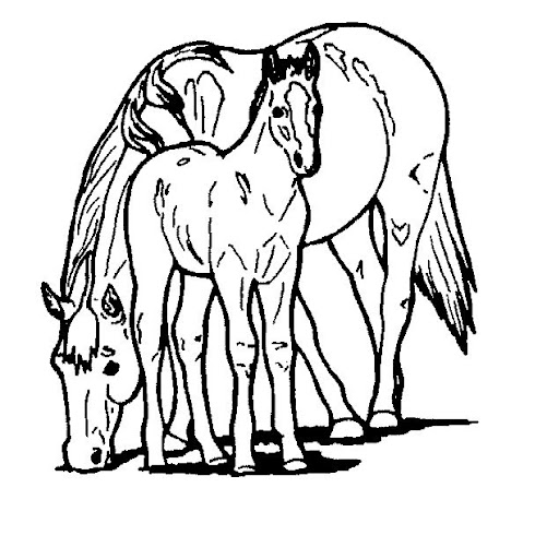 PAARDEN32.jpg