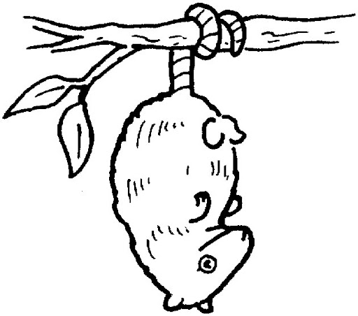 possum1.jpg
