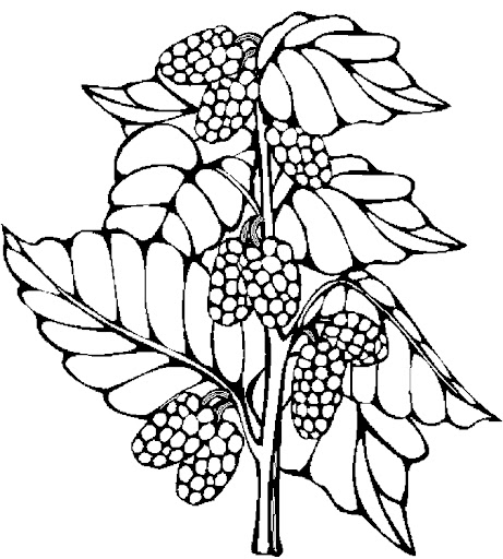 1266577683_Fruits_42.jpg