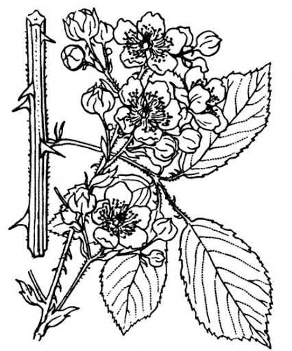 Rubus ulmifolius