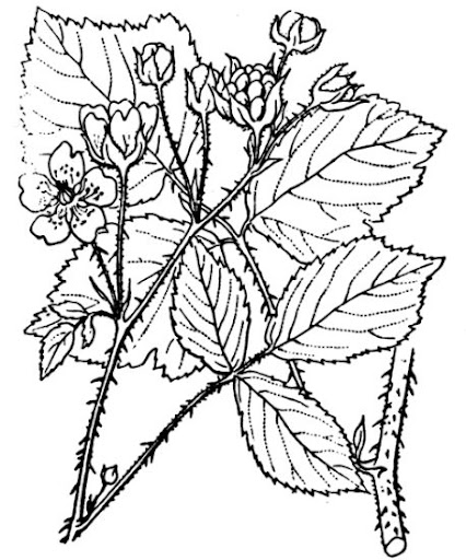 Abbé H. Coste - Flore de la France (1937). Source: https://www.tela-botanica.org/ - This image is in public domain because its copyright has expired.