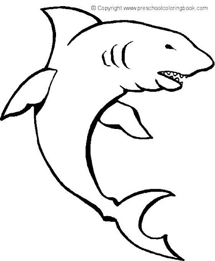 shark 3.jpg