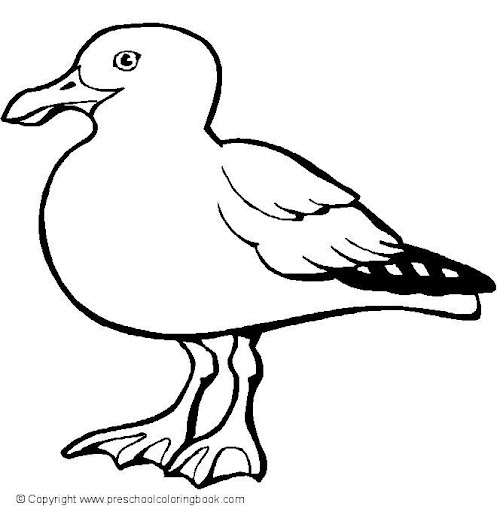 seagull.jpg