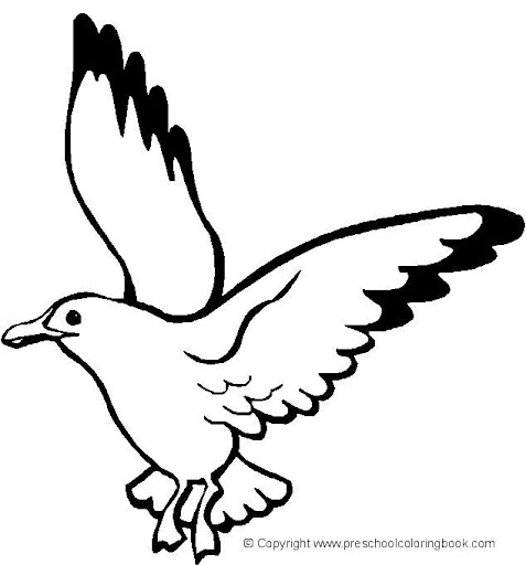 seagull 2.jpg