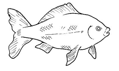 Peces (115).jpg