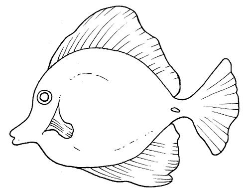 Peces (116).jpg