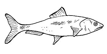 Peces (150).jpg