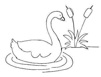 Cisne%2520%25285%2529.jpg