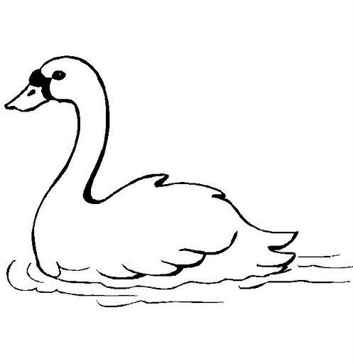 Cisne%2520%25287%2529.jpg