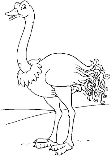 autruche3.jpg