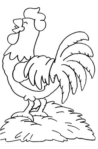 Gallito.jpg