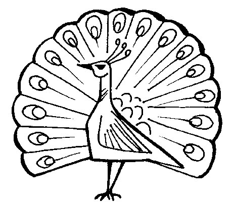 Pfau.jpg