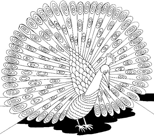 Pfau_33.jpg