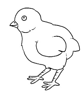 pulcino.jpg