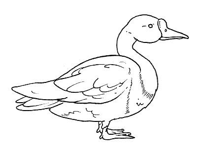 Aves%25252520%25252528101%25252529.jpg
