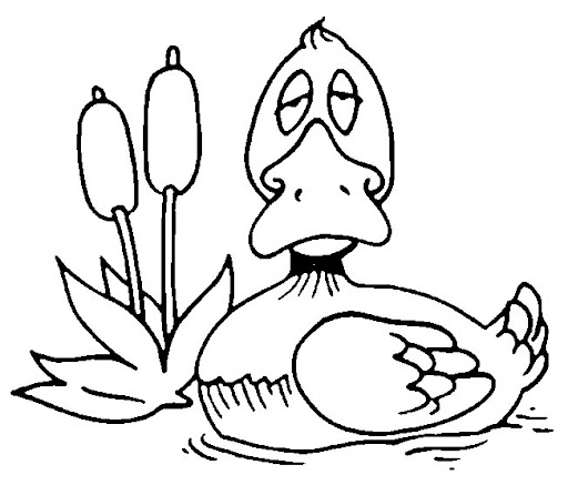 canard11.jpg