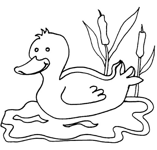 enten-05.jpg