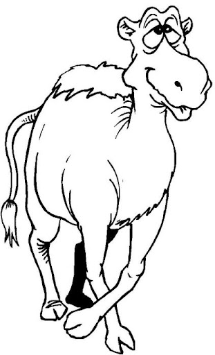 camello11.jpg