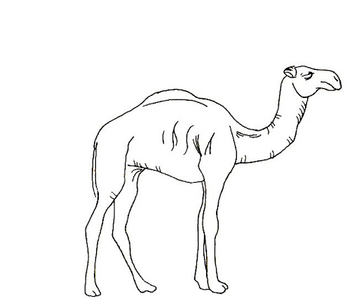 camello2.jpg