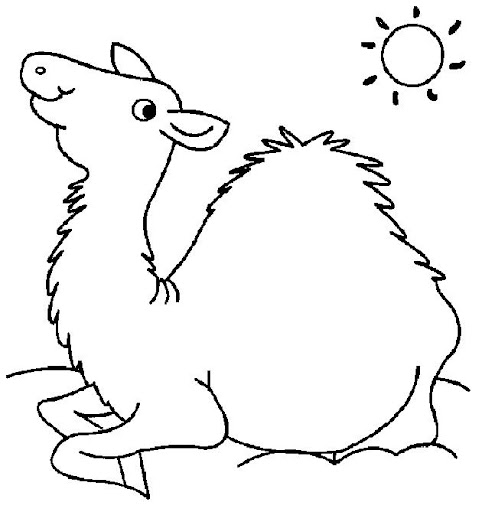 camello8.jpg