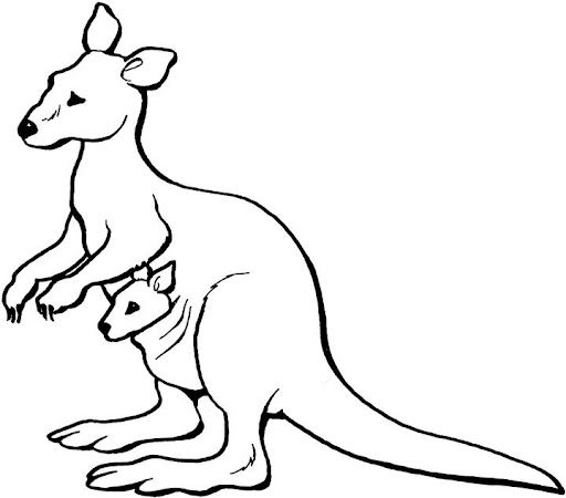 canguro-1.jpg